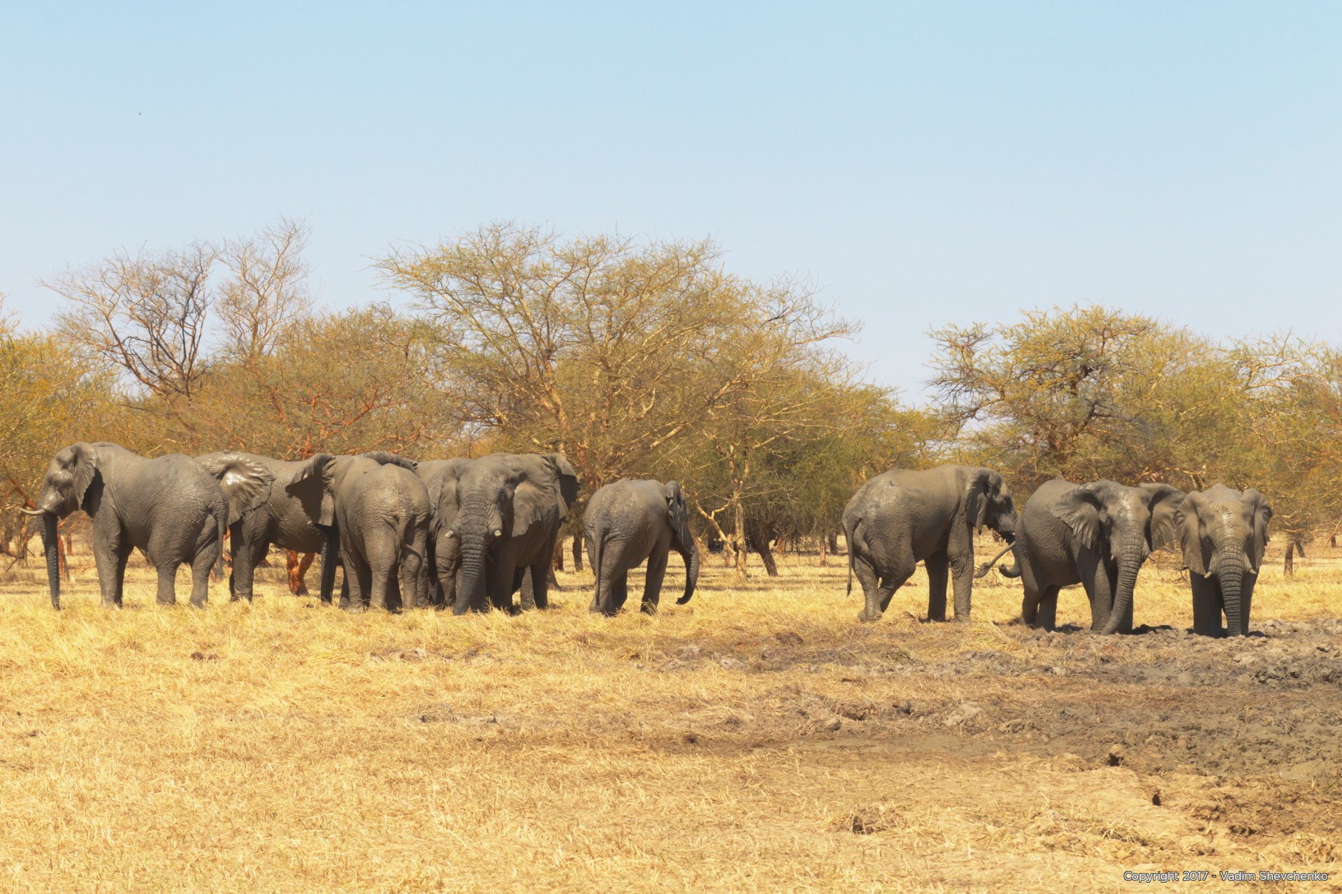 Photo Gallery, Africa, Mali, Animal world - Vadim Shevchenko Photographer