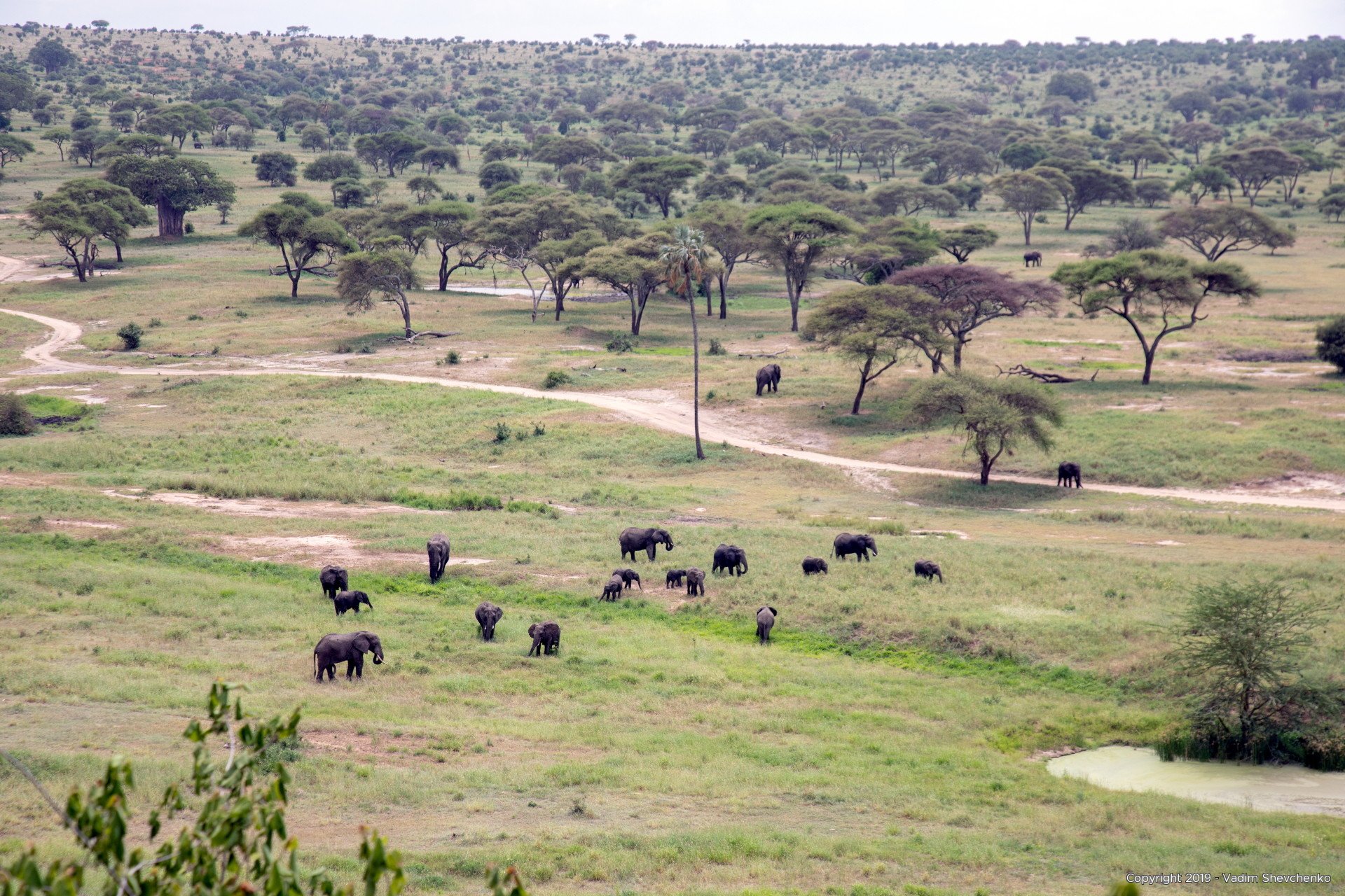 Nature Tanzania Africa Photo Gallery Vadim Shevchenko Photographer